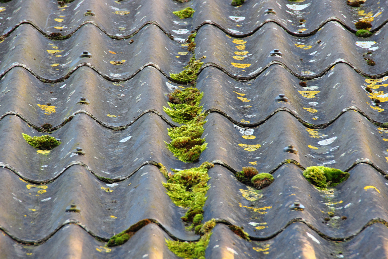 A partial view of poorly maintained shingles covered in bright green alga.
